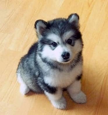 pomeranian husky